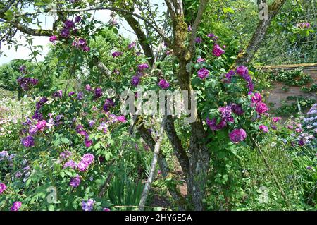 Centifolia Moss rose Rosa William Lobb vu grandir un arbre bas en pleine fleur. Banque D'Images