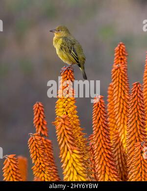 Plan vertical d'une queue de cheval jaune debout sur une fleur de kniphofia. Banque D'Images