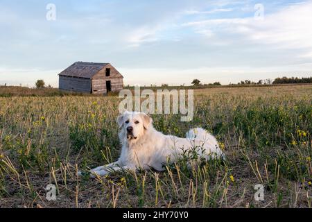 Chien de montagne des grandes Pyrénées masculin reposant dans un champ en face d'un grenier agricole. Banque D'Images