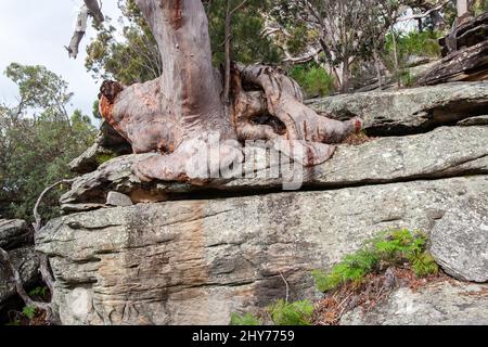 Arbre de gomme rouge de Sydney avec racines qui poussent au-dessus du visage de roche de grès. Banque D'Images