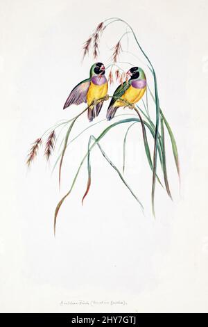 Le finch Gouldian (Chloebia gouldiae), également connu sous le nom de Lady Gouldian finch, Gould's finch ou Rainbow finch, est un oiseau de passereau coloré originaire d'Australie. Illustration en couleur par Elizabeth Gould pour le livre d'ornithologie de John Gould Banque D'Images