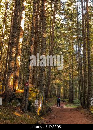 Belle vue d'un randonneur marchant sur un sentier sablonneux traversant une forêt dense par une journée ensoleillée Banque D'Images