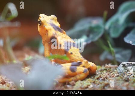 Gros plan d'une grenouille dorée panaméenne assise sur le sol de la forêt dans une lumière vive Banque D'Images