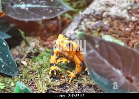 Gros plan d'une grenouille dorée panaméenne assise sur le sol de la forêt dans une lumière vive Banque D'Images