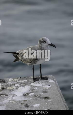 Plan vertical d'un mouette debout sur une surface en béton. Banque D'Images