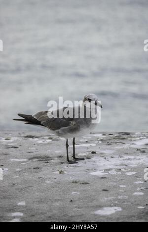 Plan vertical d'un mouette debout sur une surface en béton. Banque D'Images