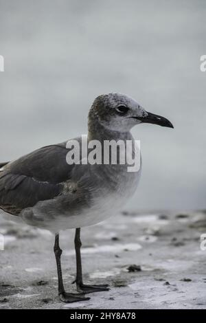 Plan vertical d'un mouette debout sur une surface en béton. Banque D'Images