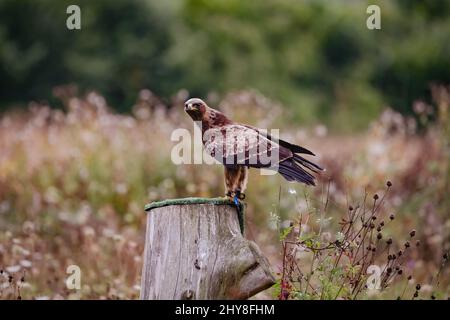 Photo d'un aigle doré perché sur un tronc d'arbre en forme de coupe pendant la journée Banque D'Images