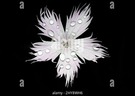 Belle photo de fleur blanche avec des gouttes d'eau dessus Banque D'Images