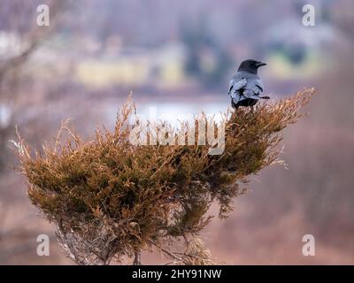 Gros plan d'un oiseau de corbeau à capuchon sur un arbre Banque D'Images