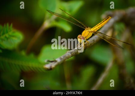 Belle libellule assis sur la branche. Bijou de fossé ( brachythemis contaminata). Banque D'Images