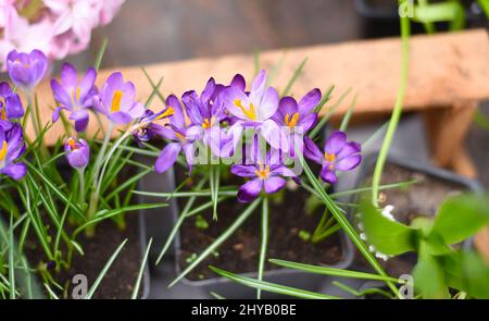 Crocus tommasinianus, le crocus des bois ou le crocus précoce Banque D'Images