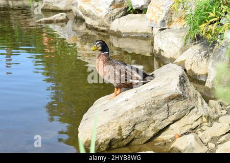 Canard colvert mâle au repos ion une pierre Banque D'Images