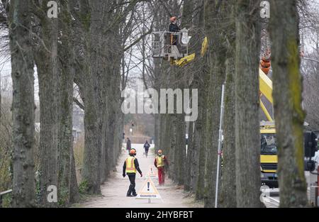 Hambourg, Allemagne. 14th mars 2022. Les arboristes tailler les branches d'un arbre à Eilenau. Credit: Marcus Brandt/dpa/Alay Live News Banque D'Images