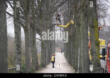 Hambourg, Allemagne. 14th mars 2022. Un arboriste coupe des branches d'un arbre à Eilenau. Credit: Marcus Brandt/dpa/Alay Live News Banque D'Images