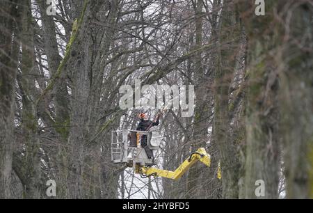 Hambourg, Allemagne. 14th mars 2022. Un arboriste coupe des branches d'un arbre à Eilenau. Credit: Marcus Brandt/dpa/Alay Live News Banque D'Images