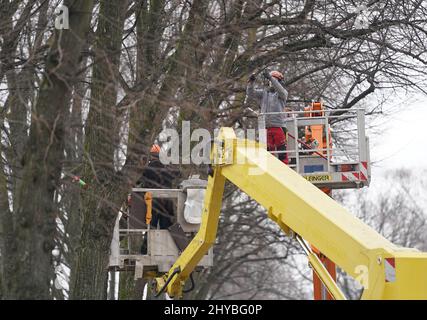 Hambourg, Allemagne. 14th mars 2022. Les arboristes tailler les branches d'un arbre à Eilenau. Credit: Marcus Brandt/dpa/Alay Live News Banque D'Images