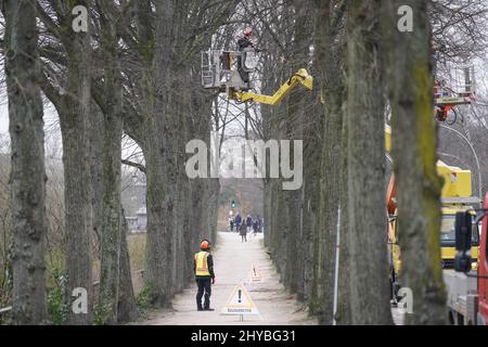 Hambourg, Allemagne. 14th mars 2022. Un arboriste coupe des branches d'un arbre à Eilenau. Credit: Marcus Brandt/dpa/Alay Live News Banque D'Images