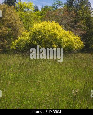 Prairie de Bainbridge, peinte Banque D'Images