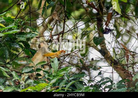 Singe écureuil équatorien au sommet d'un arbre dans la forêt amazonienne Banque D'Images