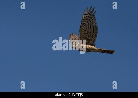 Belle photo d'un sparrowhawk sous le ciel clair Banque D'Images