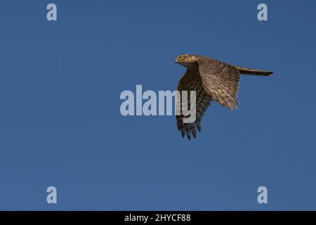 Belle photo d'un sparrowhawk sous le ciel clair Banque D'Images