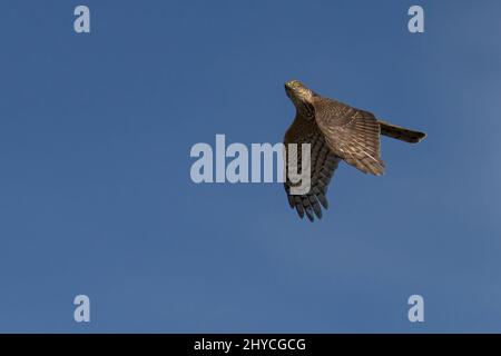 Belle photo d'un sparrowhawk sous le ciel clair Banque D'Images