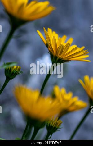 Buphthalmum salicifolium fleurit en montagne Banque D'Images