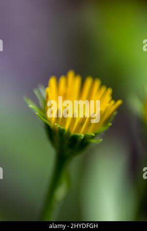 Buphthalmum salicifolium fleur en montagne, gros plan Banque D'Images