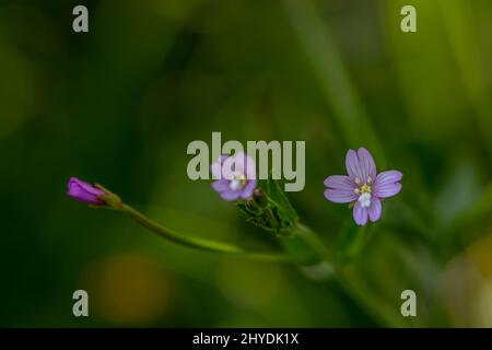 Claytonia sibirica fleurit dans le pré Banque D'Images