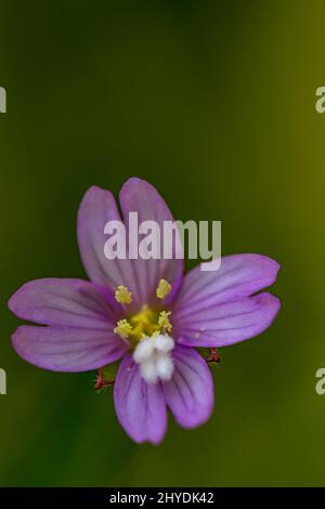 Claytonia sibirica fleurit dans les prairies Banque D'Images