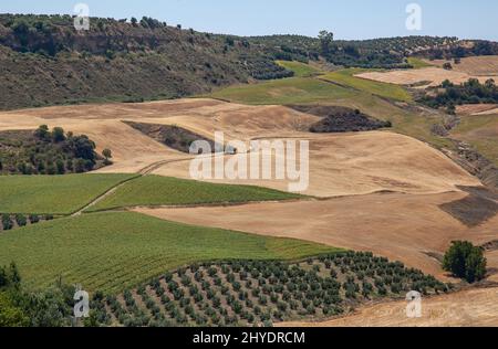 Vue aérienne des champs agricoles avec différentes cultures dans une zone vallonnée Banque D'Images