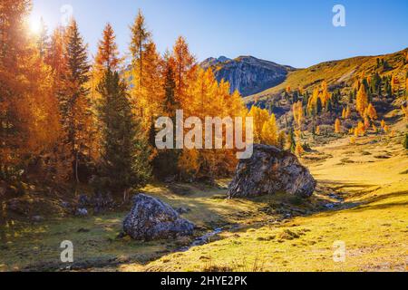 Des larches jaunes magiques illuminant au soleil. Scène inhabituelle et magnifique. Attraction touristique. Emplacement place Dolomiti Alpes, Cortina d'Ampezzo, Passo Banque D'Images