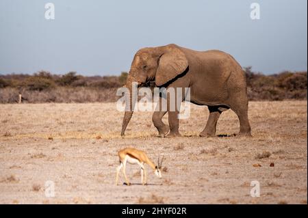 Un éléphant d'Afrique solitaire géant - loxodonta Africana - marchant sur les plaines du parc national d'Etosha, Namibie. Banque D'Images