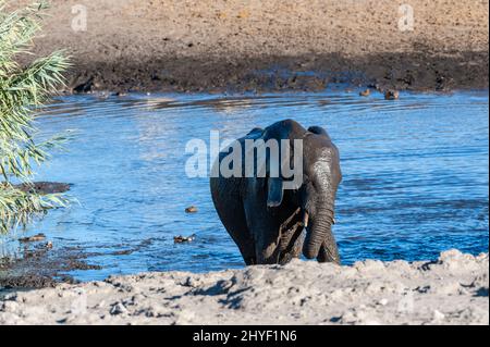 -Un éléphant d'Afrique Loxodonta africana- sortant d'un étang dans le parc national d'Etosha, Namibie, après avoir pris un bain. Banque D'Images