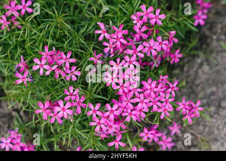 Le phlox est en forme d'AWG. Les petites fleurs sont roses avec des taches très vives au centre. Banque D'Images