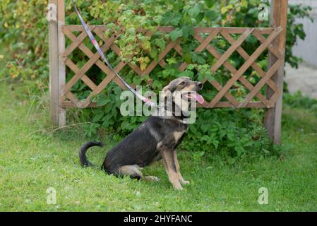 Le chien marche en été dans un parc public sur une laisse. Le concept des animaux de compagnie et la responsabilité et les soins pour les animaux de compagnie Banque D'Images