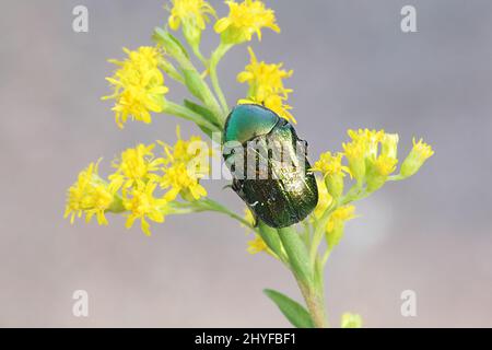 Rose Vert, chafer Cetonia aurata, se nourrissant d'Houghton Banque D'Images