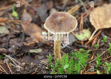 Inocybe lacera, communément connue sous le nom de champignons sauvages, fibrecap déchiré de la Finlande Banque D'Images