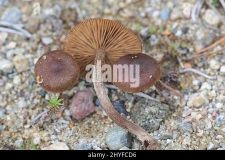 Inocybe lacera, communément connue sous le nom de champignons sauvages, fibrecap déchiré de la Finlande Banque D'Images