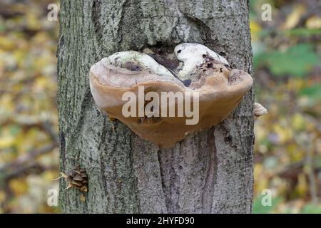 Fomes fomentarius, communément appelé champignon de l'urine, champignon de l'urine fausse, champignon de l'onglons, conk de l'urine, polypore de l'urine ou champignon de l'homme de glace Banque D'Images