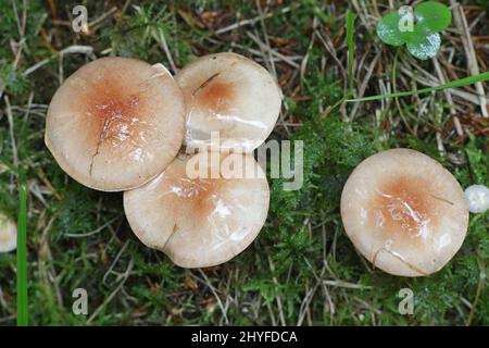 Hebeloma mesophaeum, connu comme poisonpie voilées ou empoisonner pie, de la Finlande aux champignons sauvages Banque D'Images