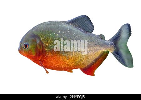 Gros plan de piranha à ventre rouge dans un aquarium. Pygocentrus ntereri est une espèce indigène de l'Amérique du Sud, en particulier dans les rivières de l'Amazone, du Paraguay et du Brésil Banque D'Images