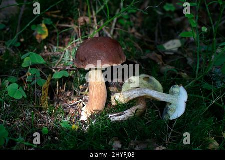 Imleria badia, connu sous le nom de bay bolet champignon sauvage, à partir de la Finlande Banque D'Images