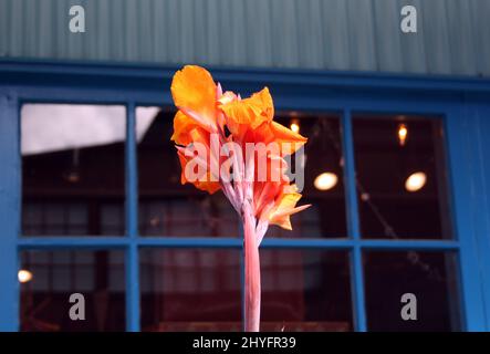 Gros plan d'un lys de canna orange, avec une fenêtre bleue en arrière-plan Banque D'Images