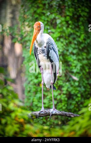 Photo verticale d'un cigogne peinte perchée sur une branche Banque D'Images