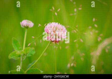 Trifolium pratense, le trèfle blanc dans la prairie. Trèfle à fleurs blanches et POA annua, ou herbe de prairie annuelle au soleil. Banque D'Images