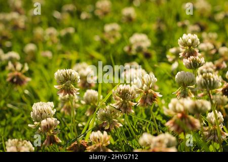 Trifolium pratense, le trèfle blanc dans la prairie. Trèfle à fleurs blanches et POA annua, ou herbe de prairie annuelle au soleil. Banque D'Images