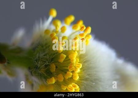 Chaton de saule Salix phylicifolia Tea-Leaved () Banque D'Images