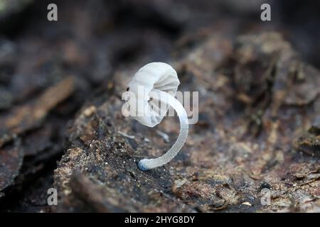 Mycena cyanorhiza, connue sous le nom de mycena à pieds bleus, champignon sauvage de Finlande Banque D'Images